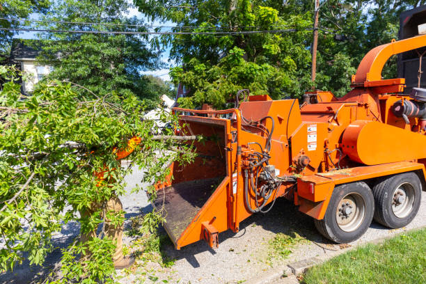 Best Arborist Services Near Me  in Belmond, IA